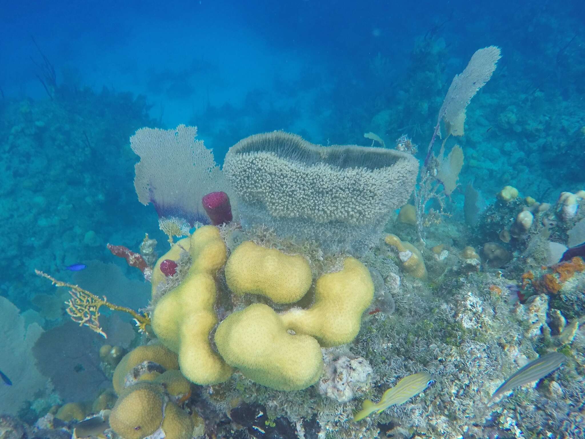 Image de Corail étoilé massif