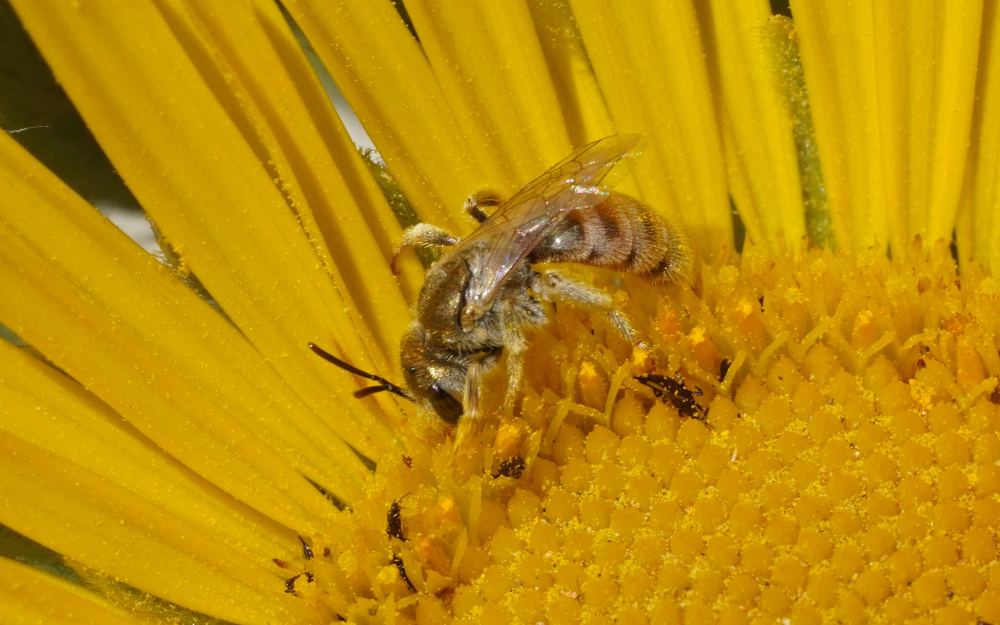 Image of Halictus concinnus Brullé 1840