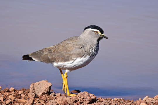 Image de Vanneau d'Abyssinie