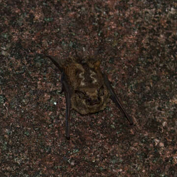 Image of Frosted Sac-winged Bat