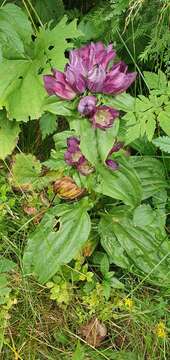 Image de Gentiana pannonica Scop.