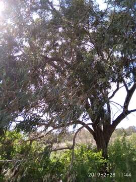 Sivun Eucalyptus gomphocephala A. Cunn. ex DC. kuva