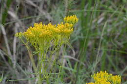 Image of narrowleaf yellowtops