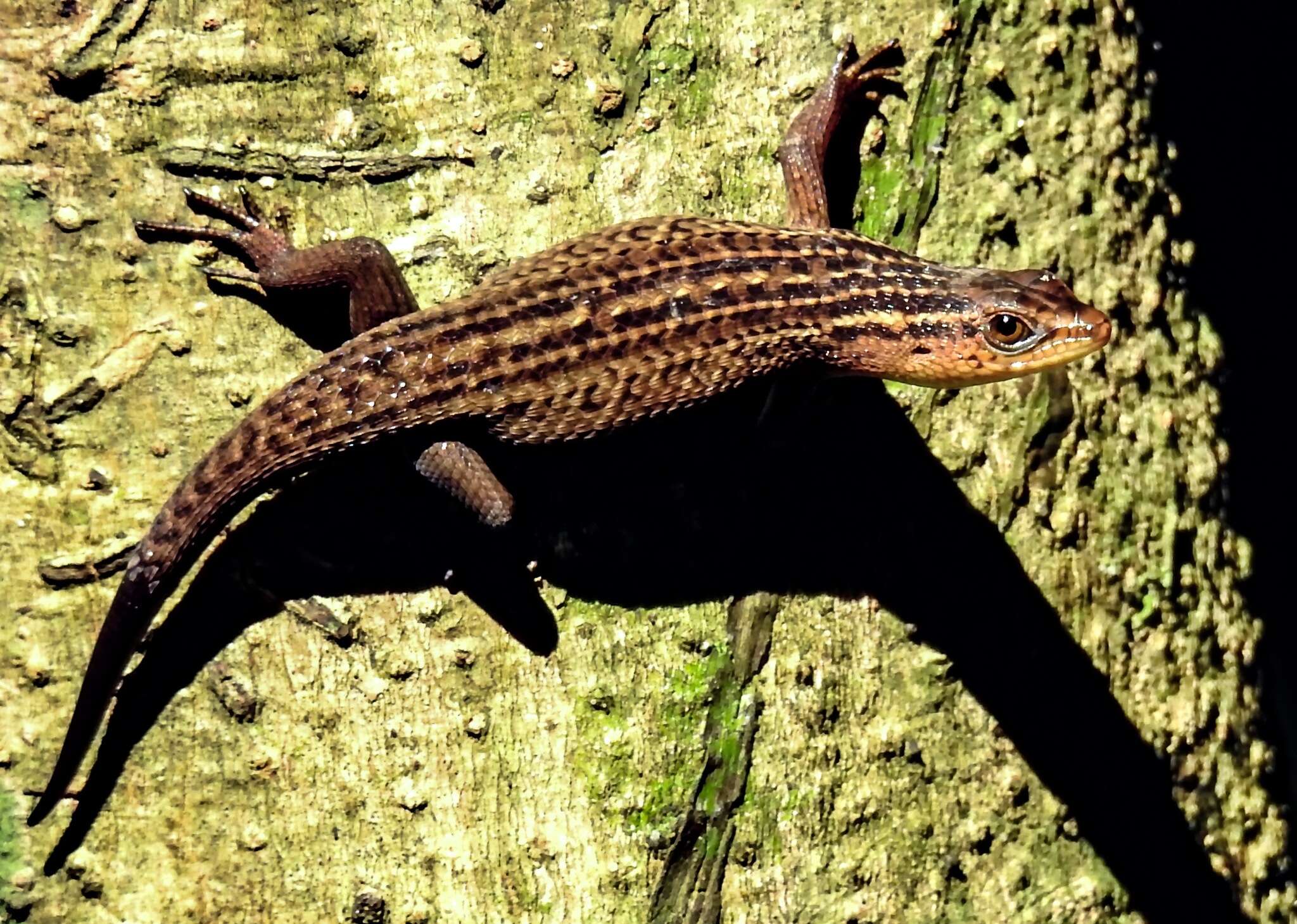 Image of Nicobar Island Skink