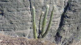 Imagem de Pilosocereus chrysacanthus (F. A. C. Weber) Byles & G. D. Rowley