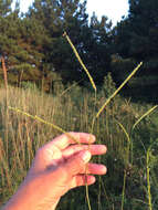 Paspalum floridanum Michx. resmi