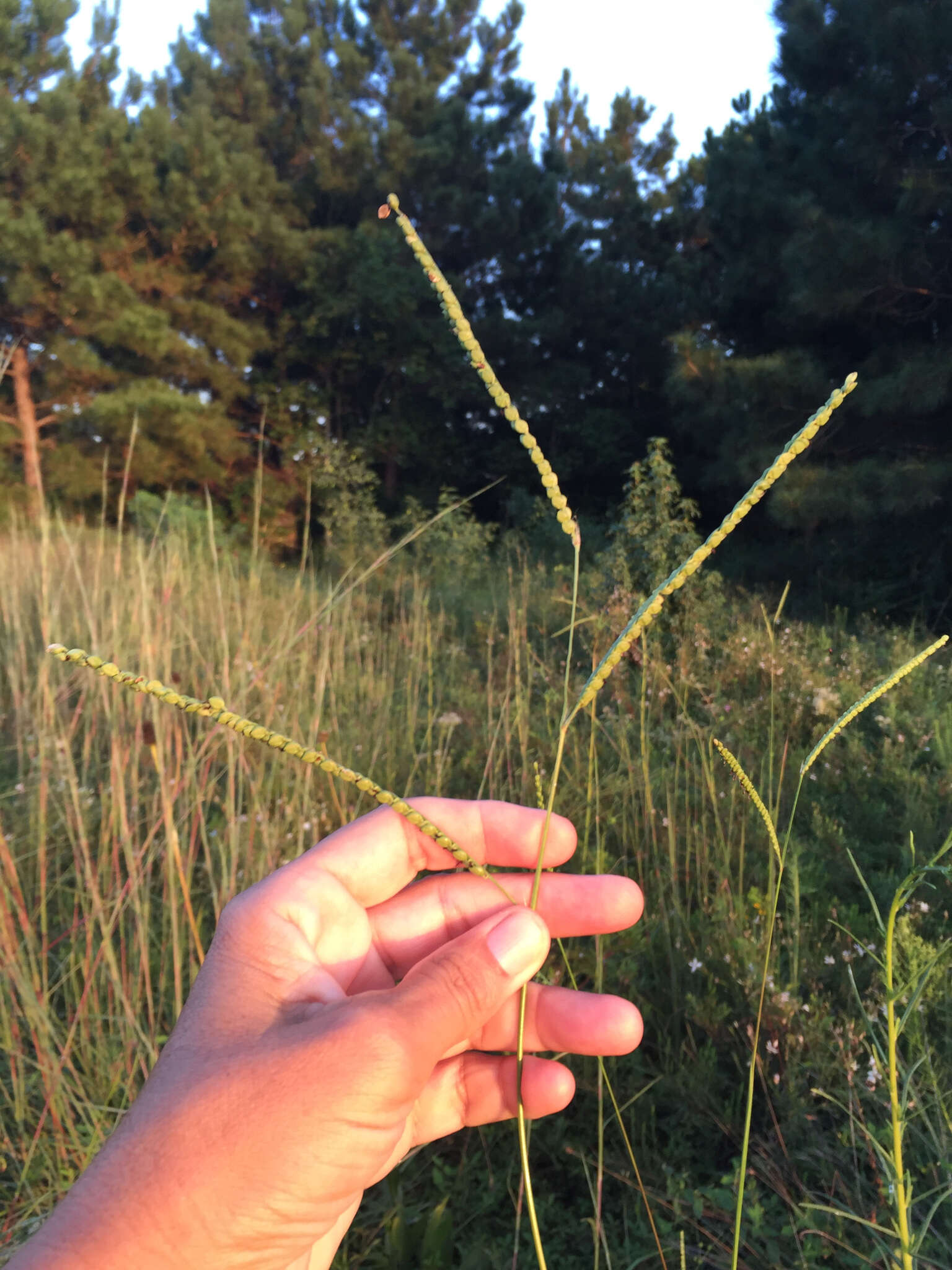 Imagem de Paspalum floridanum Michx.