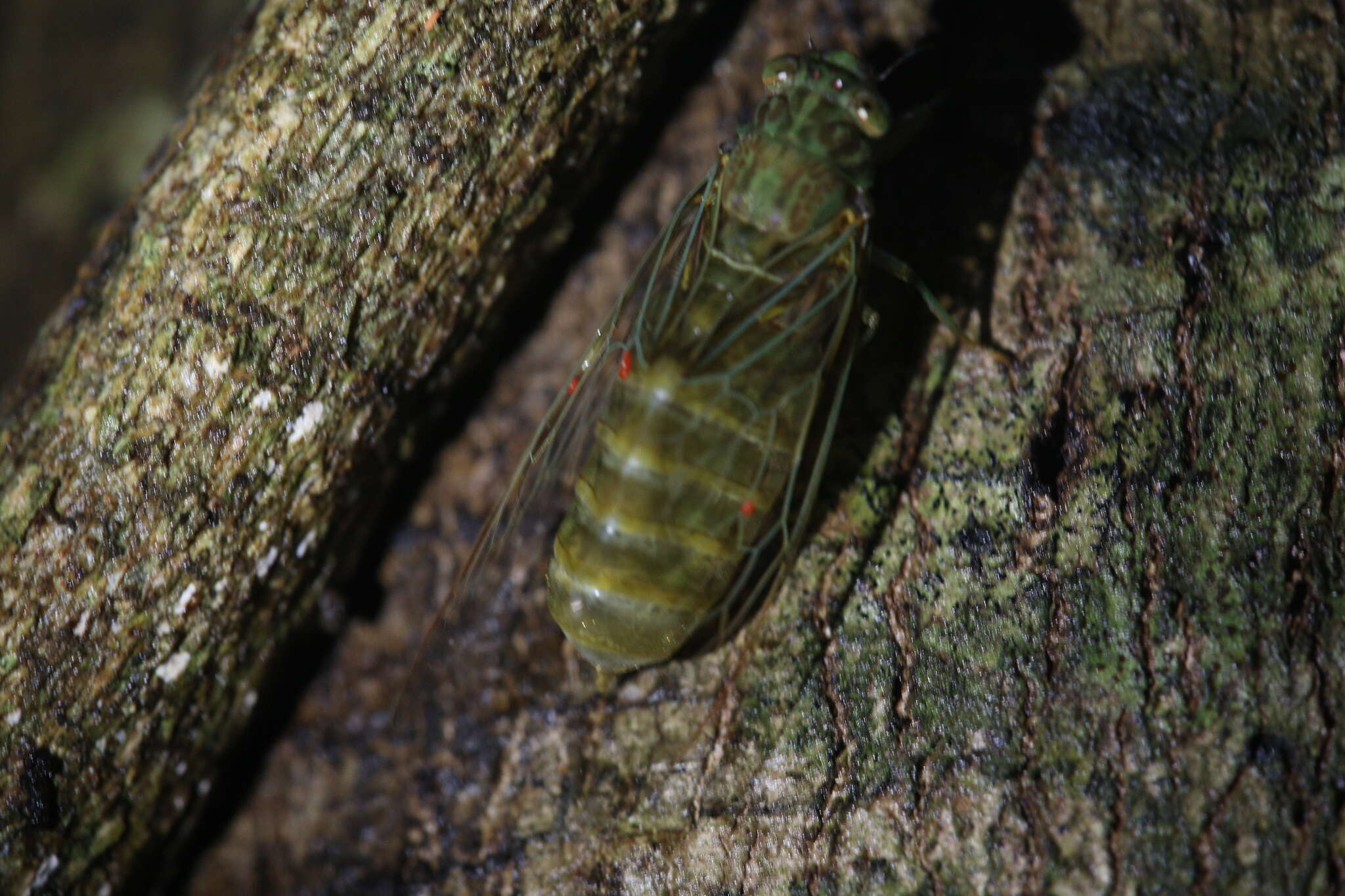 Image of Chlorocysta suffusa (Distant 1907)