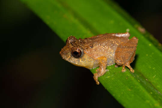 Image of Philautus nephophilus Dehling, Matsui & Yambun Imbun 2016