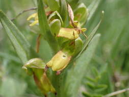 Plancia ëd Dactylorhiza viridis var. viridis