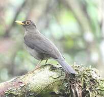 Image of Lawrence's Thrush