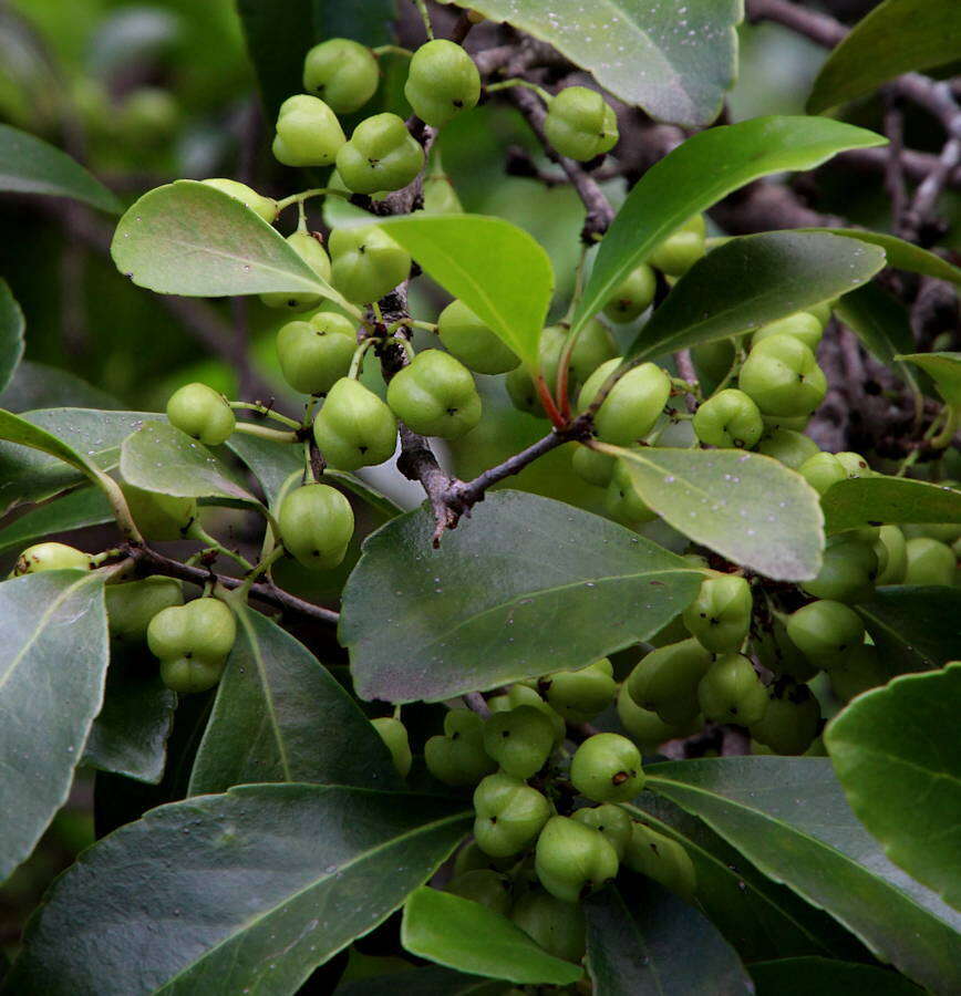 Plancia ëd Gymnosporia cassinoides (L'Hér.) Masf.