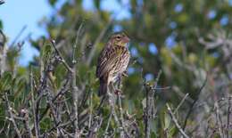 Image of Euplectes capensis capensis (Linnaeus 1766)