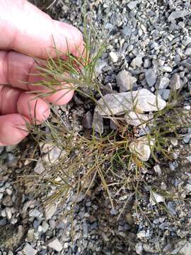 Anisotome filifolia (Hook. fil.) Cockayne & Laing resmi