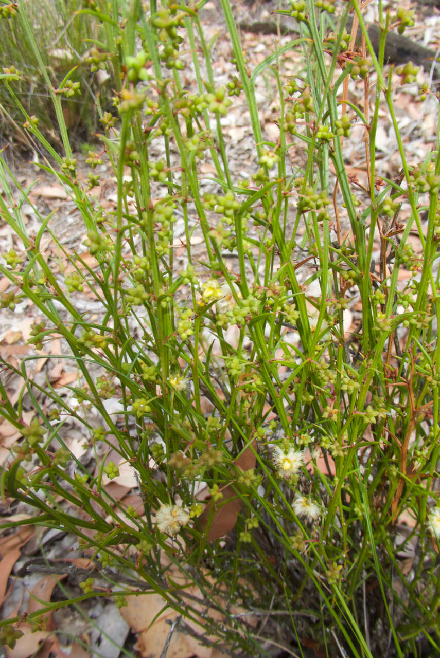 Imagem de Acacia stenoptera Benth.