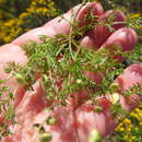 Image of Cotula ceniifolia DC.