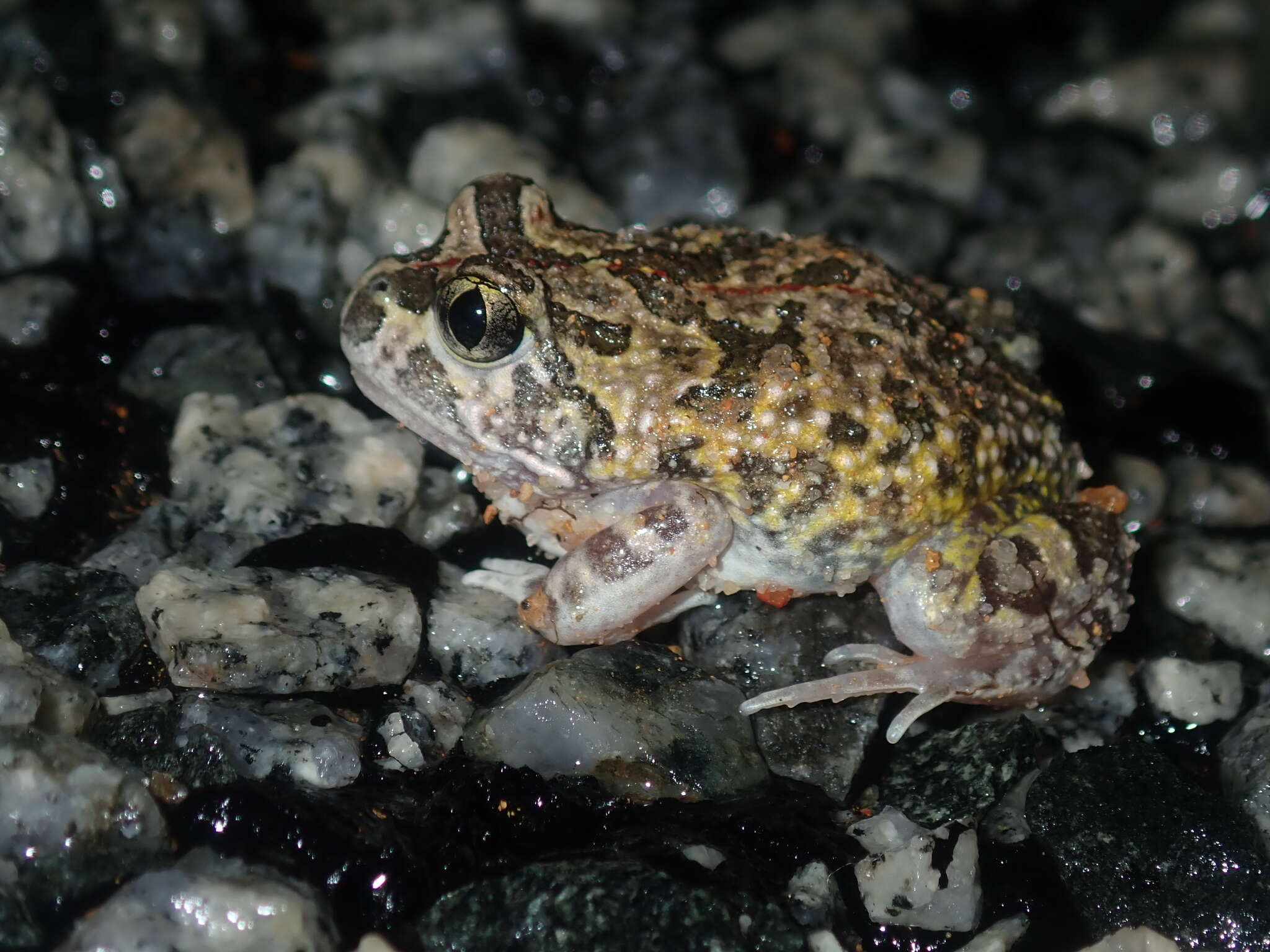 Imagem de Neobatrachus pelobatoides (Werner 1914)