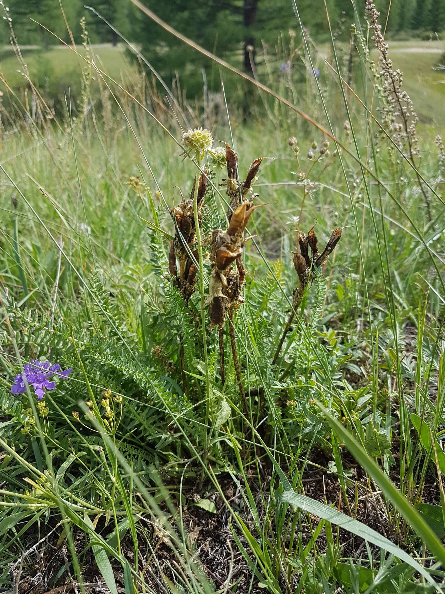 Oxytropis muricata (Pall.) DC. resmi