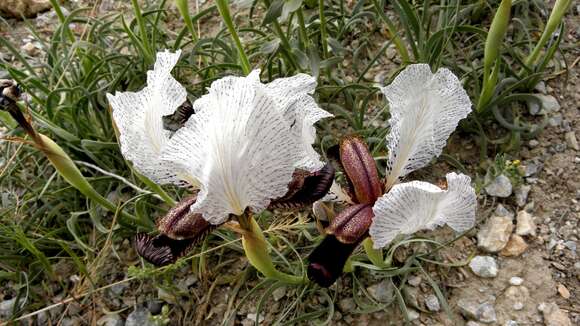 صورة Iris paradoxa Steven