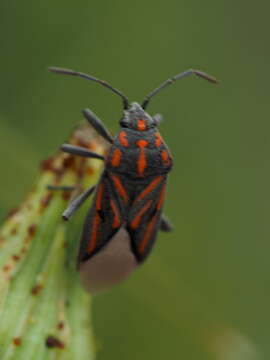 Image de Spilostethus trilineatus (Fabricius & J. C. 1794)