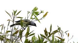 Image of Yellow-winged Tanager