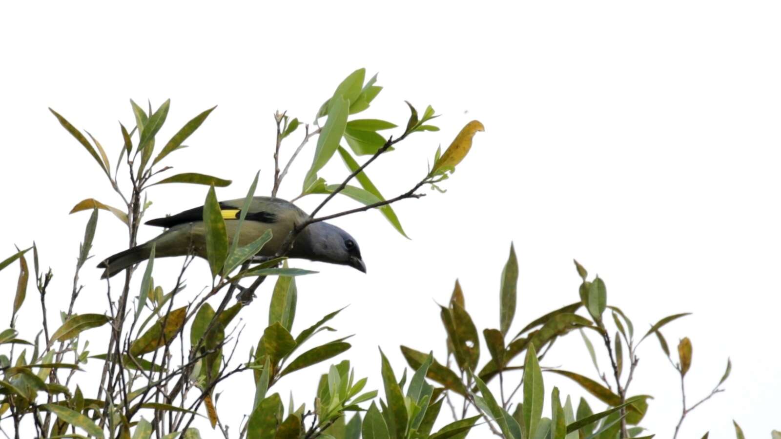 Image of Yellow-winged Tanager