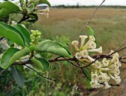 صورة Cestrum diurnum L.