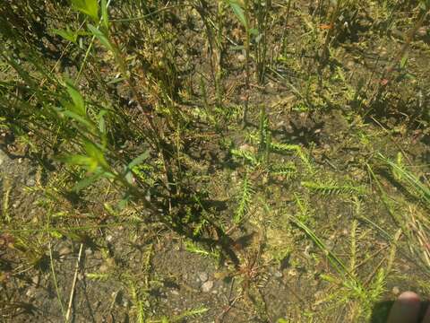 Image of southern bog clubmoss