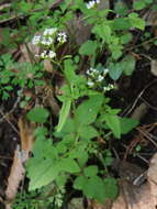 Image of Valeriana flaccidissima Maxim.