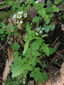 Image of Valeriana flaccidissima Maxim.