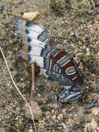 صورة Charaxes pelias