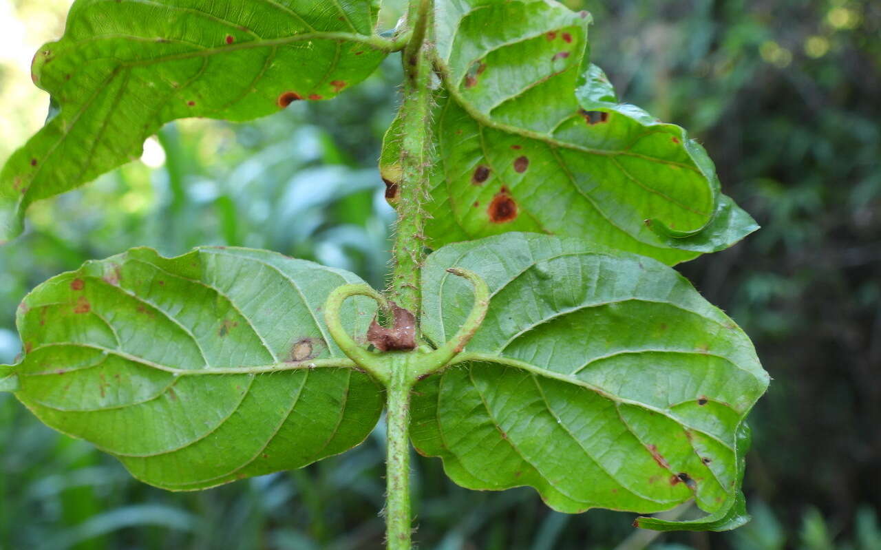 Imagem de Uncaria lanosa var. appendiculata (Benth.) Ridsdale