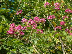 Image of bauhinia