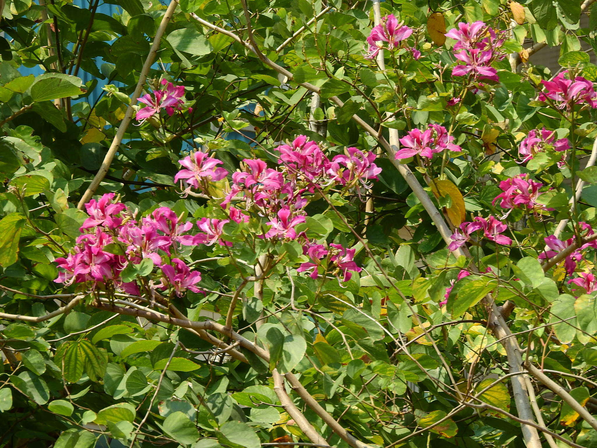 Image of bauhinia