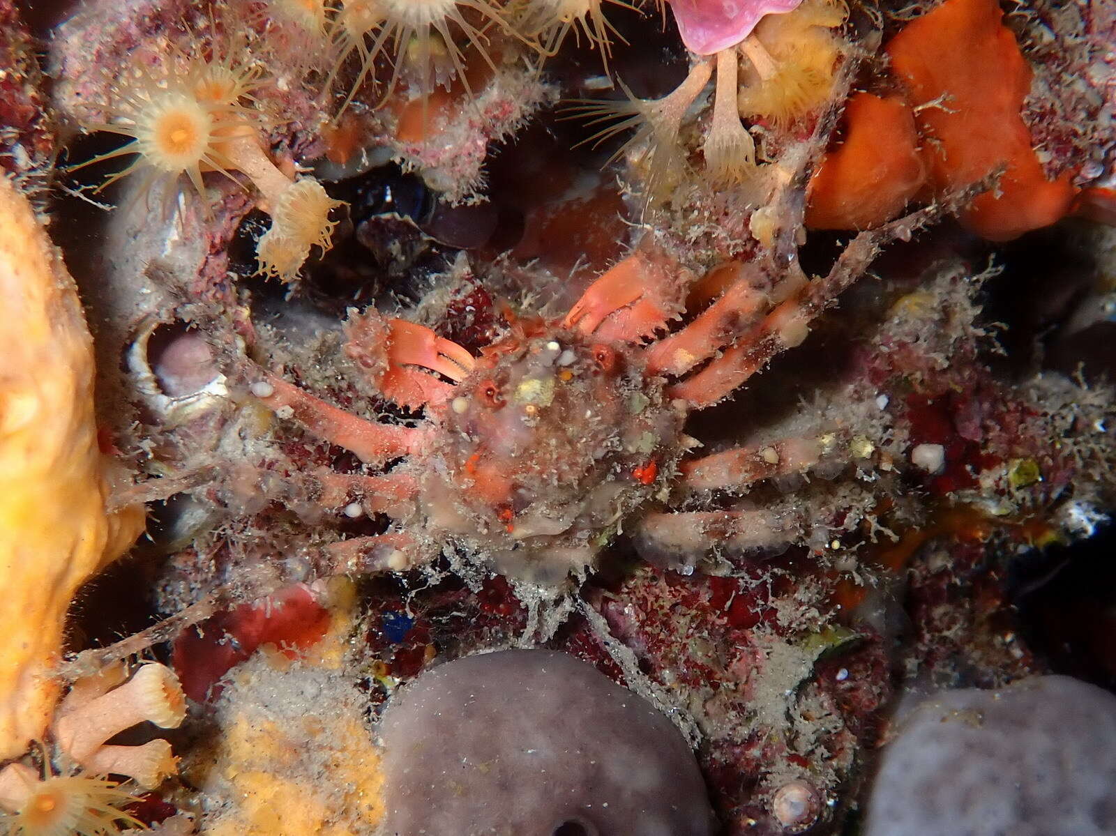 Image of rugose spider crab