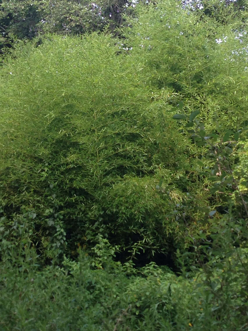 Image of yellow grove bamboo