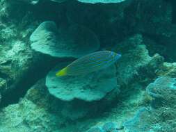 Image of Blue and yellow wrasse