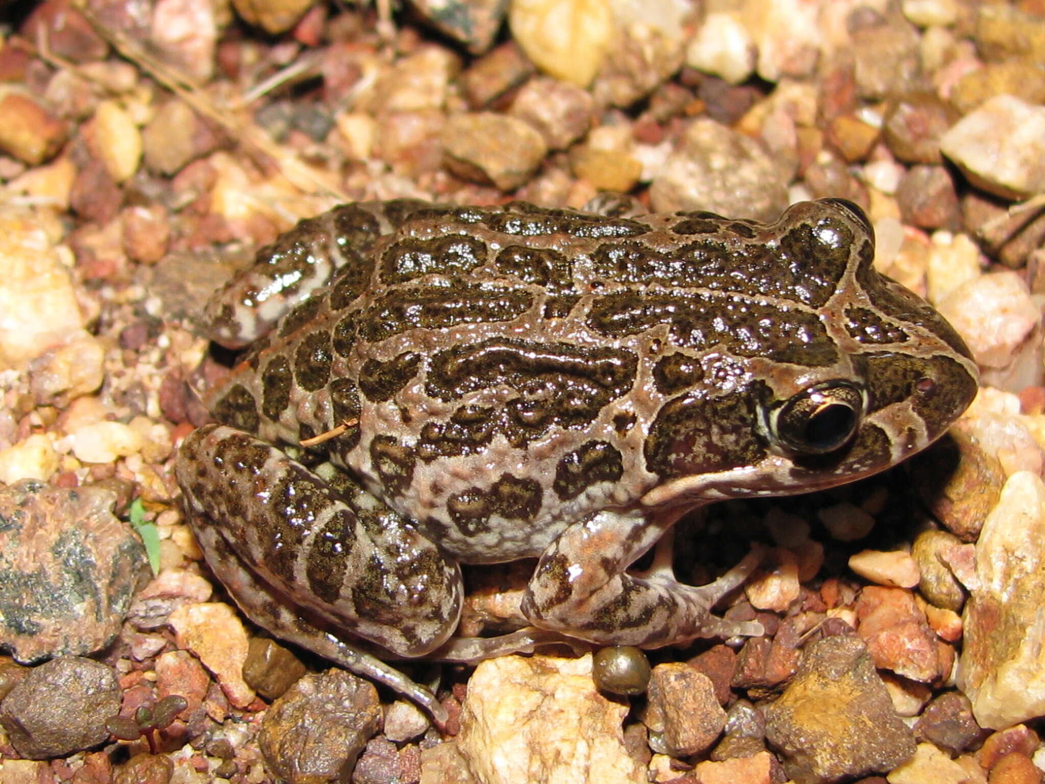 صورة Limnodynastes convexiusculus (Macleay 1878)