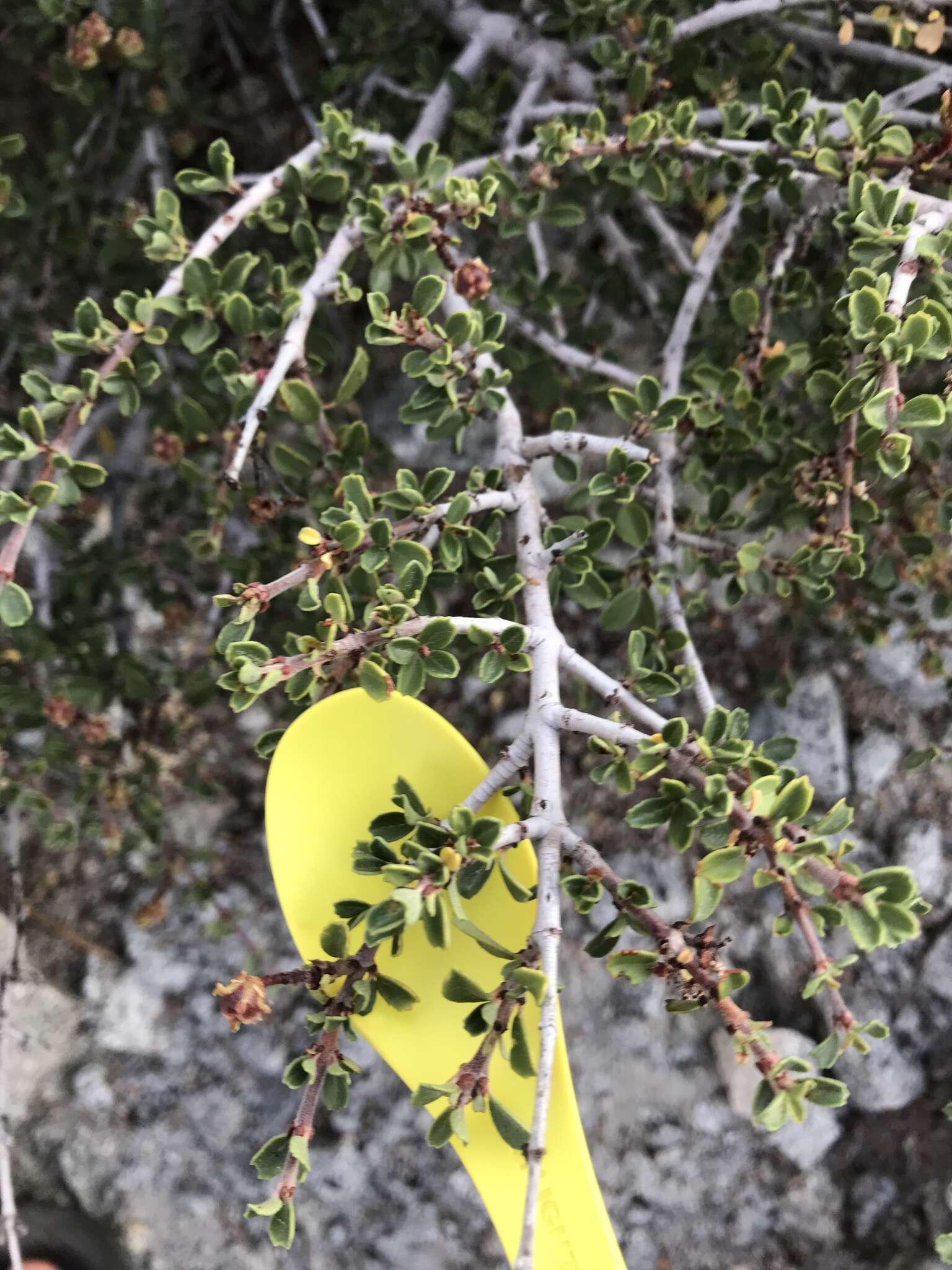 Image of Ceanothus prostratus var. prostratus