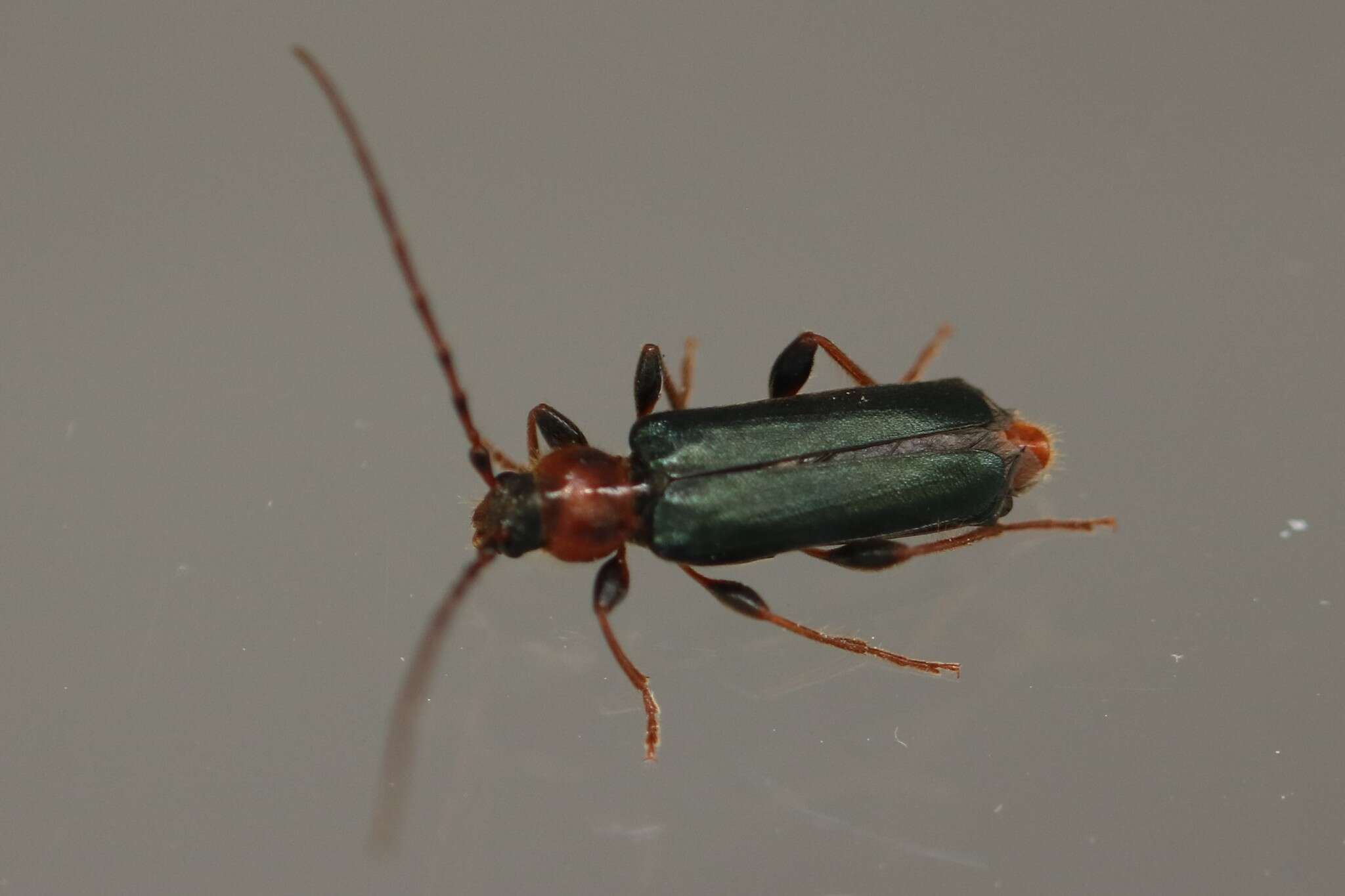 Image of Long-horned beetle