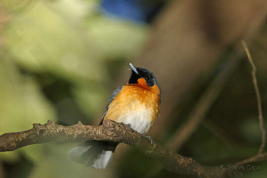 Image of Spectacled Monarch