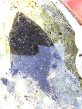 Image of Starry Flounder