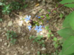 Imagem de Plumbago caerulea