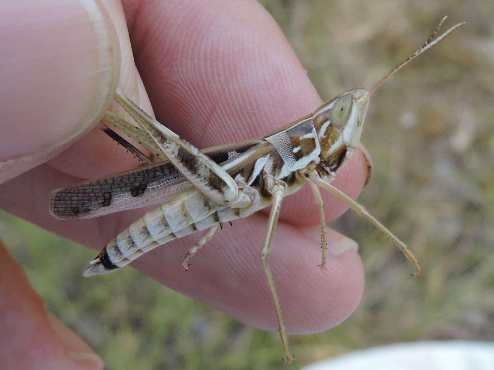 Image of Admirable Grasshopper