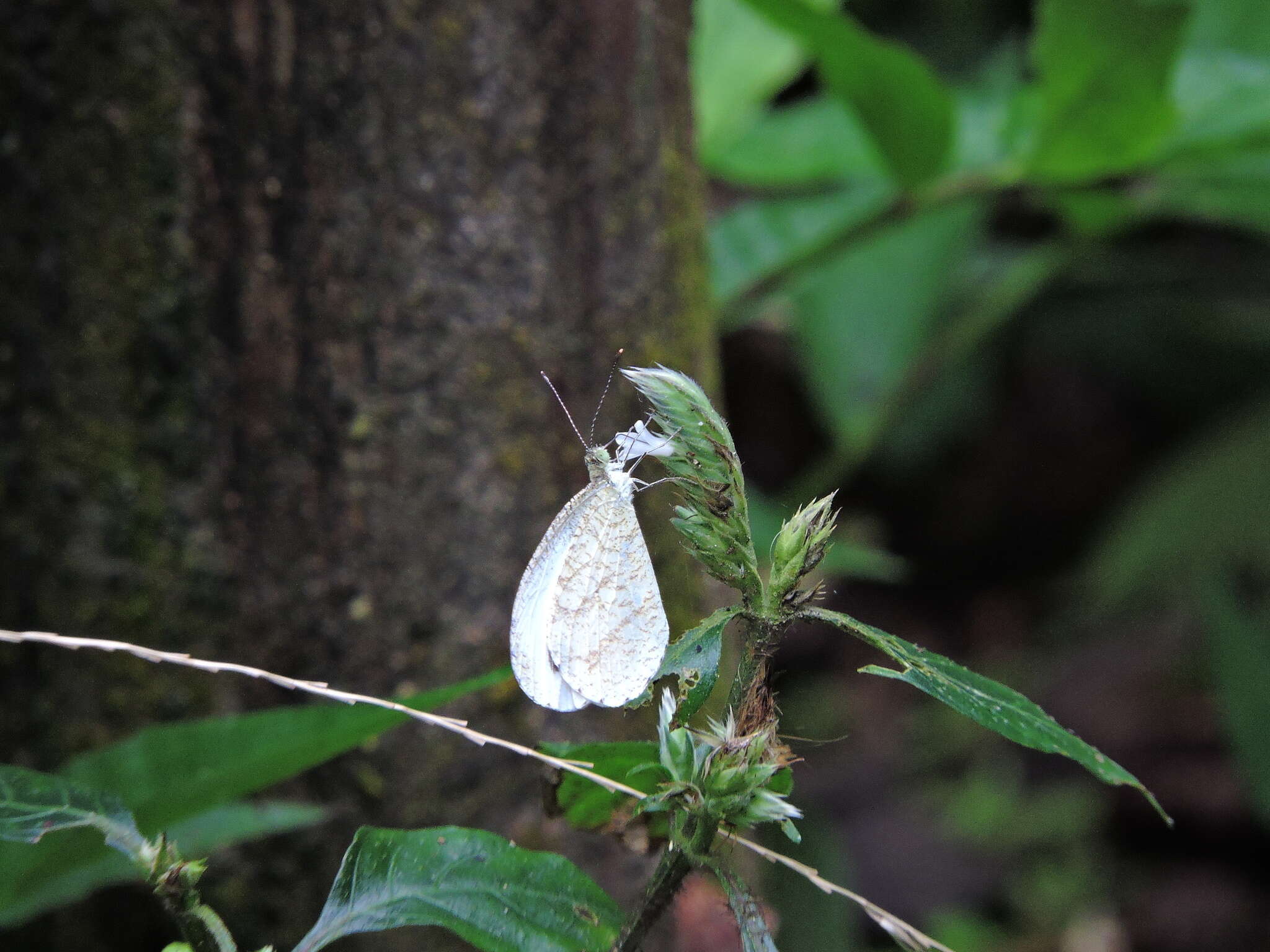 Image of <i>Leptosia nina niobe</i>