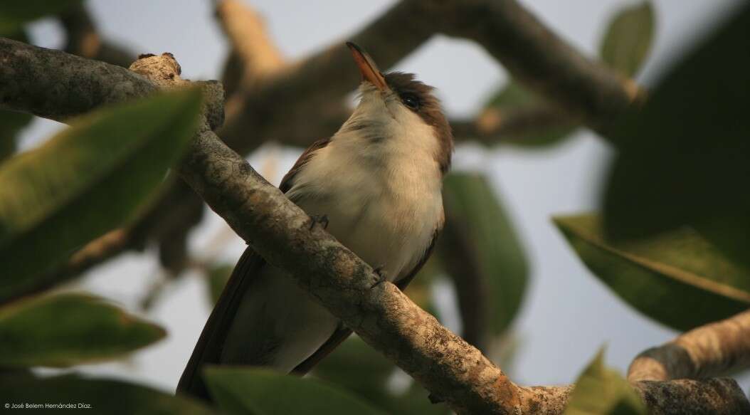 Image of Yellow-billed Cuckoo