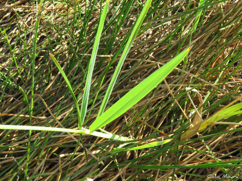 Image of Thalia densibracteata Petersen