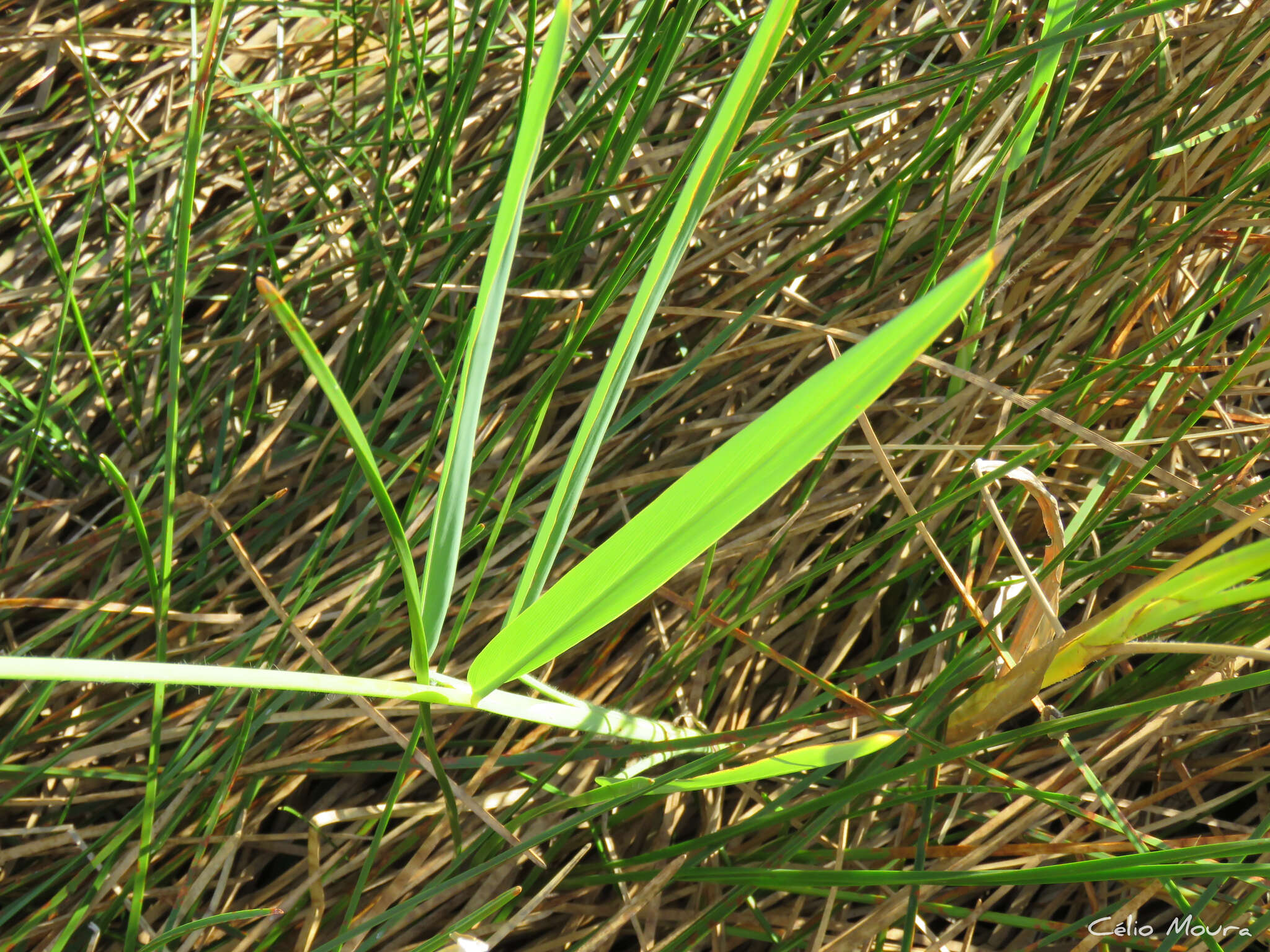 Слика од Thalia densibracteata Petersen