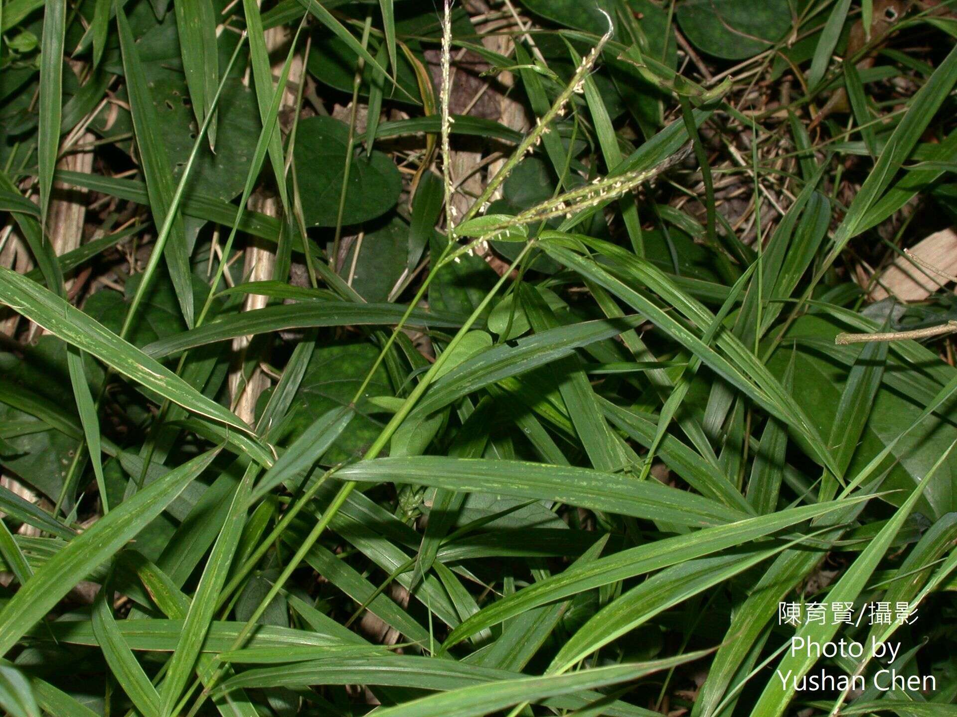 Image de Microstegium fasciculatum (L.) Henrard