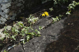 Imagem de Crepis caucasica C. A. Mey.